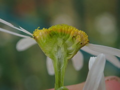 Tripleurospermum inodorum