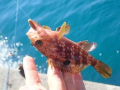 Epinephelus akaara