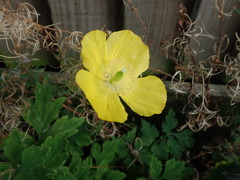 Papaver cambricum