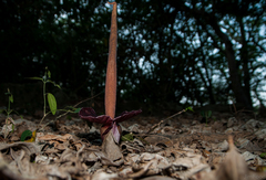 Amorphophallus henryi