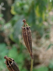 Papaver cambricum