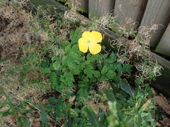Papaver cambricum