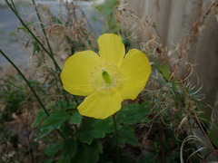 Papaver cambricum