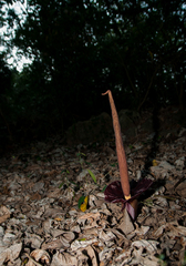 Amorphophallus henryi