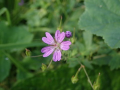 Geranium pyrenaicum