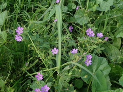 Geranium pyrenaicum
