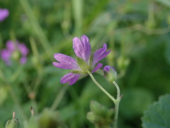 Geranium pyrenaicum