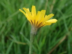 Scorzoneroides autumnalis