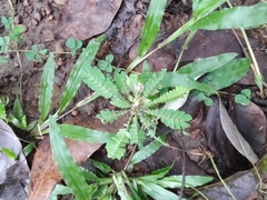 Biophytum sensitivum