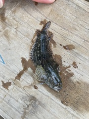Chasmodes bosquianus