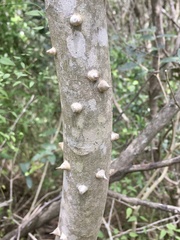 Zanthoxylum rhoifolium