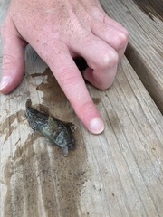 Chasmodes bosquianus