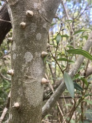 Zanthoxylum rhoifolium