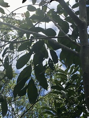 Zanthoxylum rhoifolium