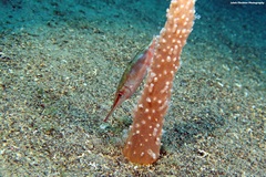 Macroramphosus