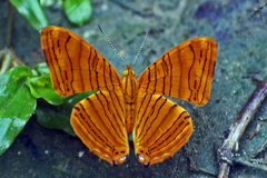 Chersonesia intermedia