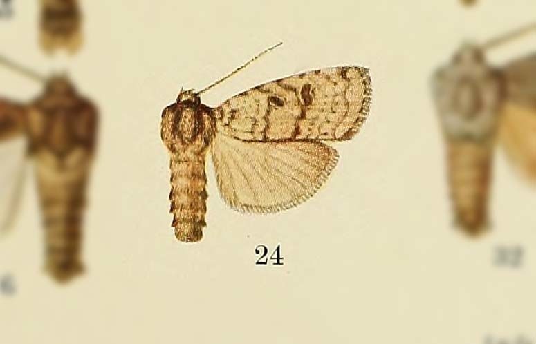 Hermonassa pallidula