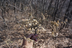 Angelica dahurica