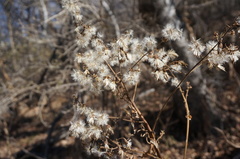 Parasenecio hastatus