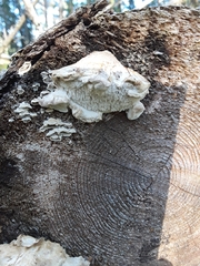 Climacocystis borealis