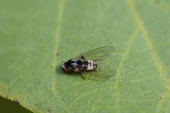 Platypezinae