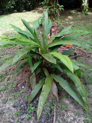 Cyclanthus bipartitus