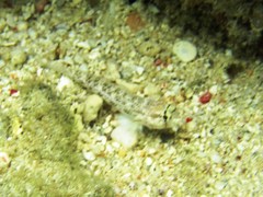 Gnatholepis anjerensis