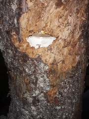 Calcipostia guttulata