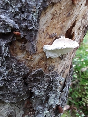 Calcipostia guttulata
