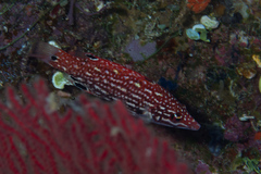 Bodianus dictynna