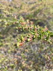 Nothofagus antarctica