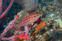 Oxycirrhites typus
