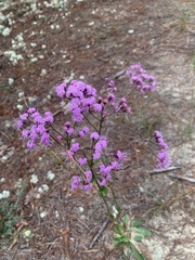 Liatrinae