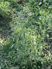 Erigeron