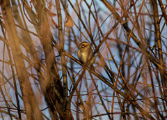 Emberiza schoeniclus