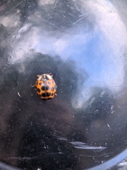 Harmonia axyridis