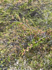 Nothofagus antarctica