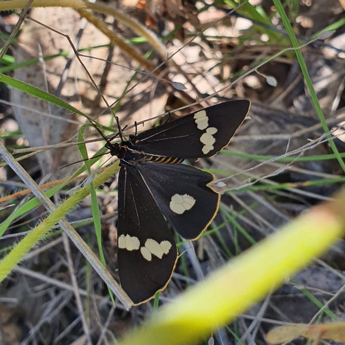 Australian magpie moth photo 2