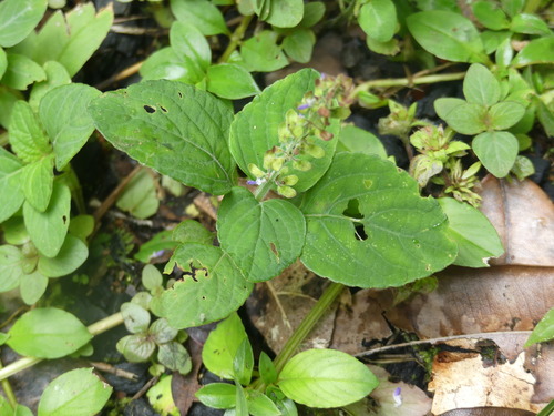 Coleus monostachyus, photograph 1