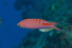 Pyronotanthias lori