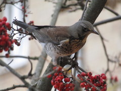 Turdus pilaris