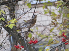 Turdus pilaris