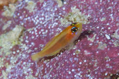 Trimma anaima