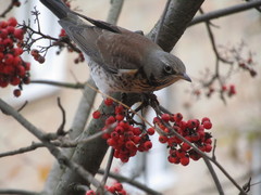 Turdus pilaris