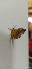 Fascellina chromataria