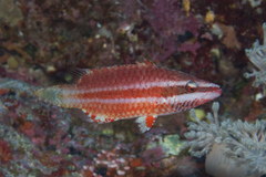 Oxycheilinus orientalis