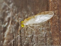 Xanthocaecilius sommermanae