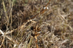 Gentiana dahurica