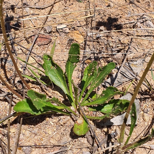 Image of Goodenia pinnatifida by no rights reserved