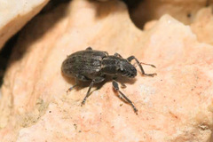 Sitona puncticollis